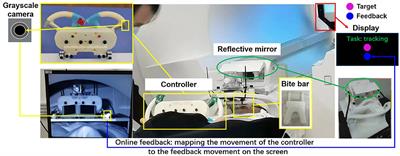 Dynamic causal model application on hierarchical human motor control estimation in visuomotor tasks